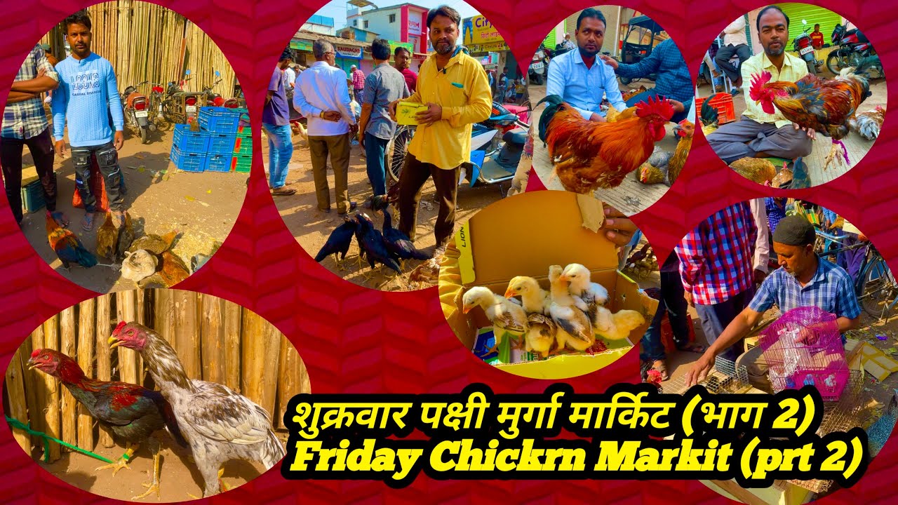 शुक्रवार पक्षी मुर्गा मार्किट (भाग 2)Friday Chickrn Markit (prt 2)