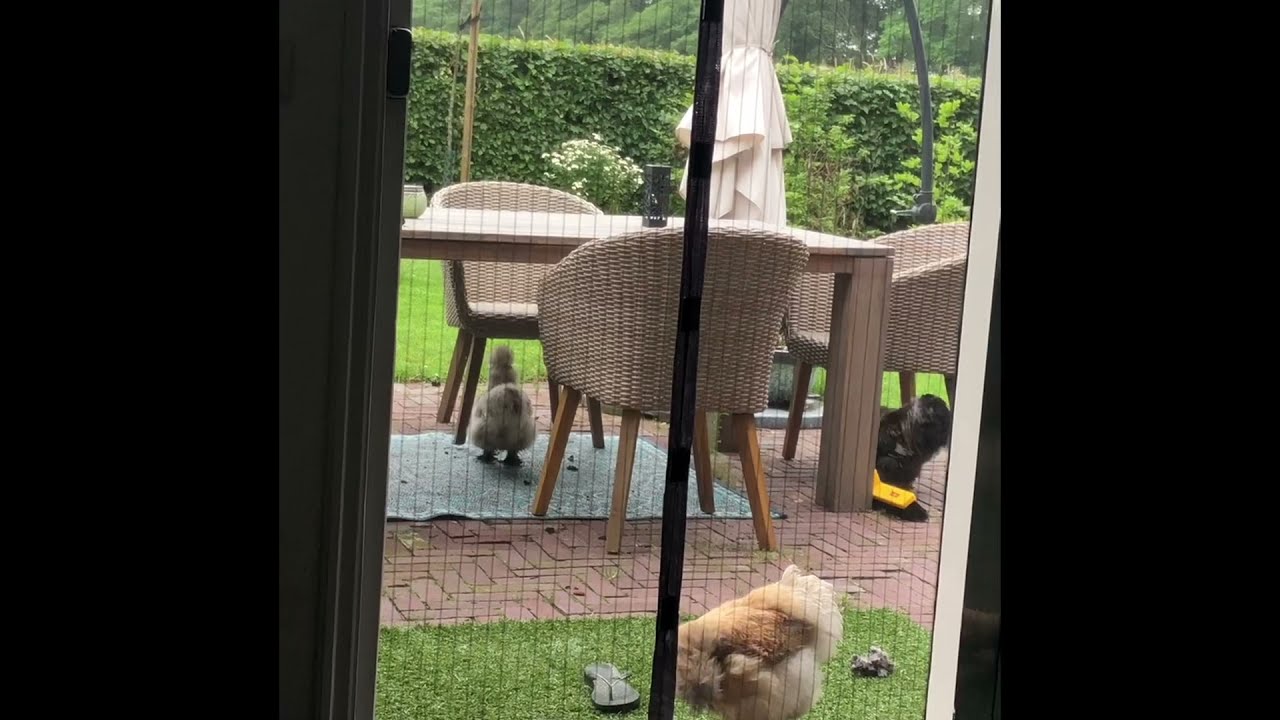 Het zijn en blijven hooligans, die zijdehoender kippen!!