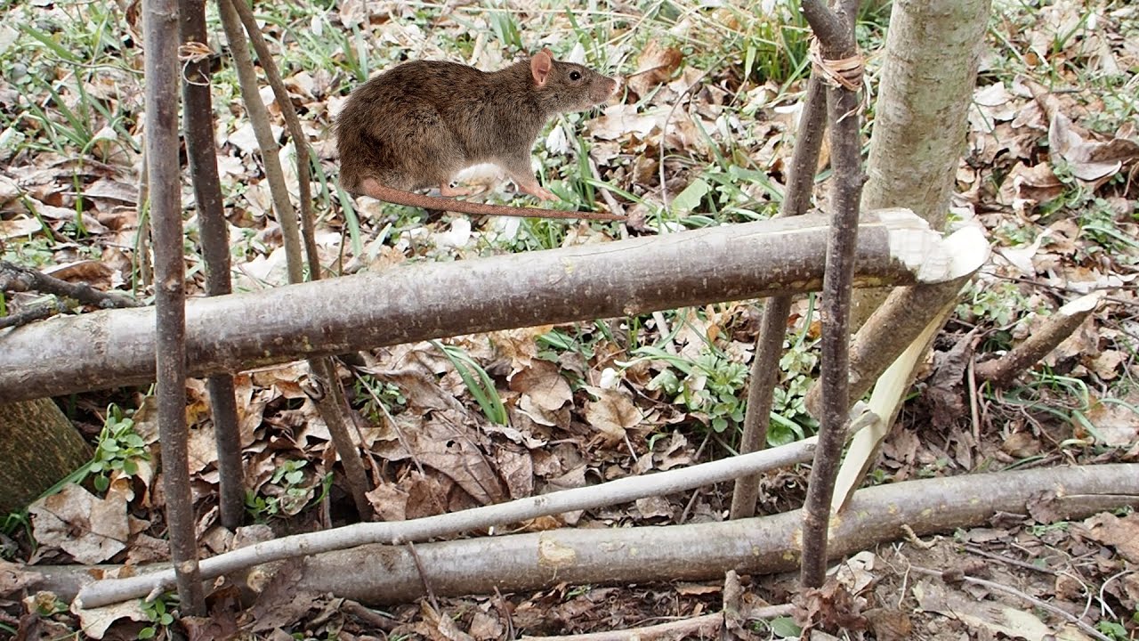Vietnamese Rat Trap for Jungle Survival