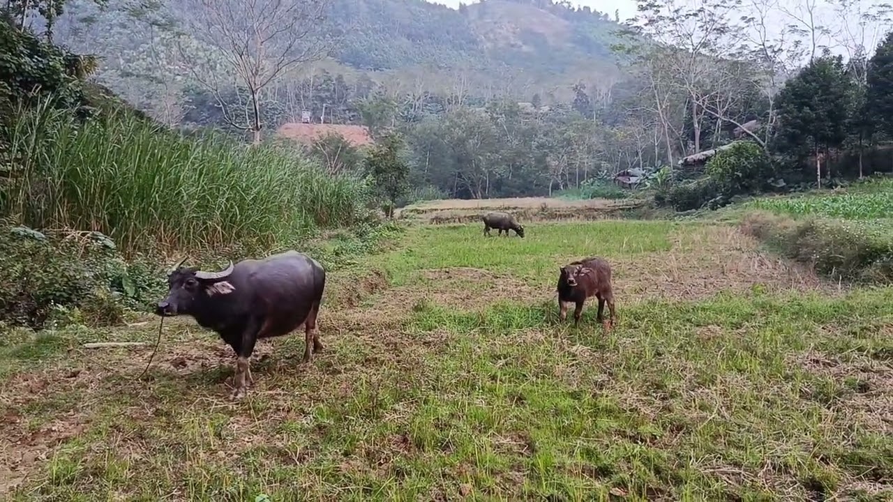 Cuộc sống thường ngày của đồng bào miền núi 
