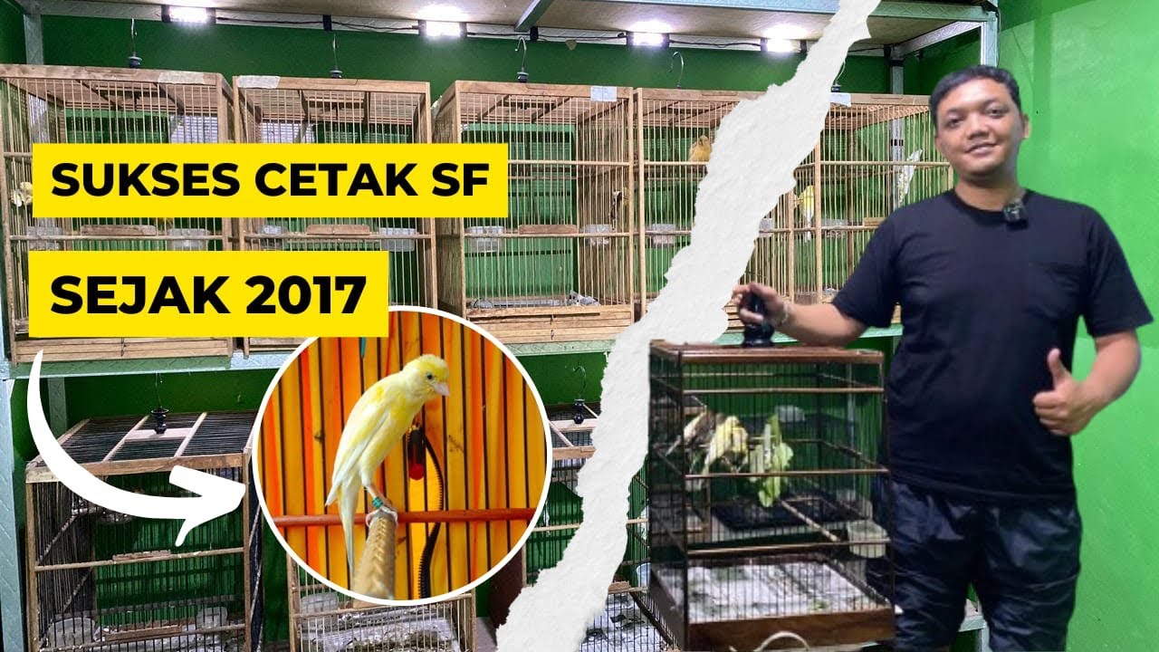 Konsisten ternak kenari jenis SCOTCH FANCY _ tips lancar produk sf x lokal x af (PART 1)