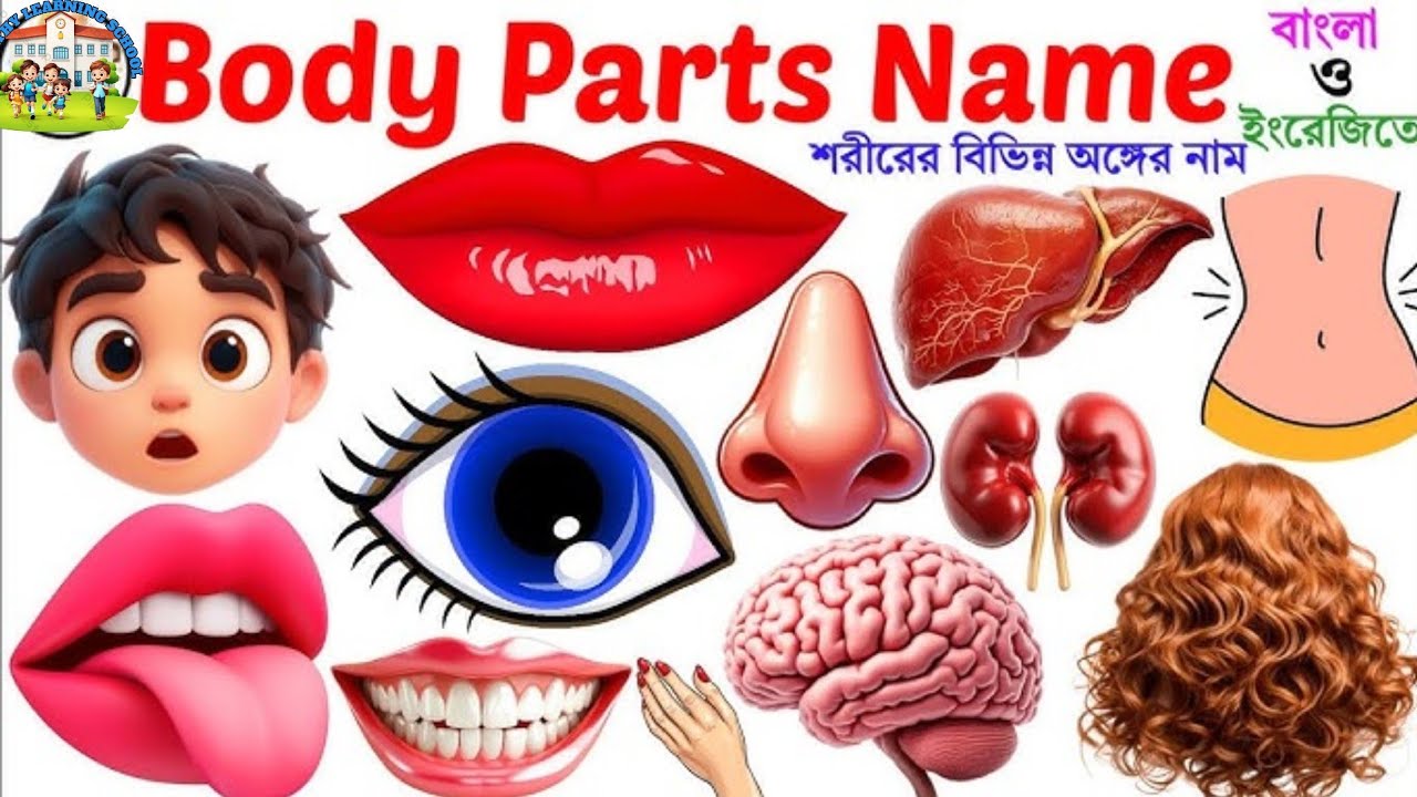 Learn Human Body Parts Name | 20 Body Parts Name in English with Pictures| Body Parts Name for Kids
