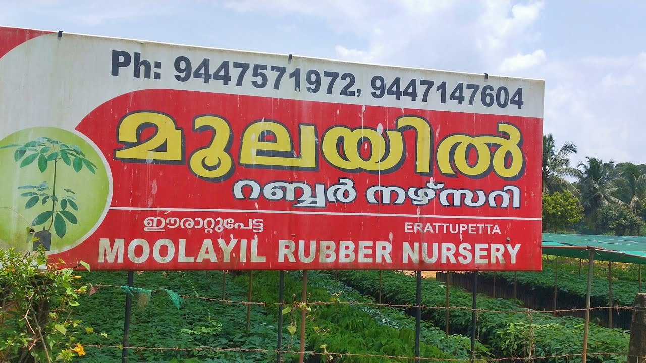 CUP RUBBER PLANTING, BUDDING & SALE | Moolayil Rubber Nursery