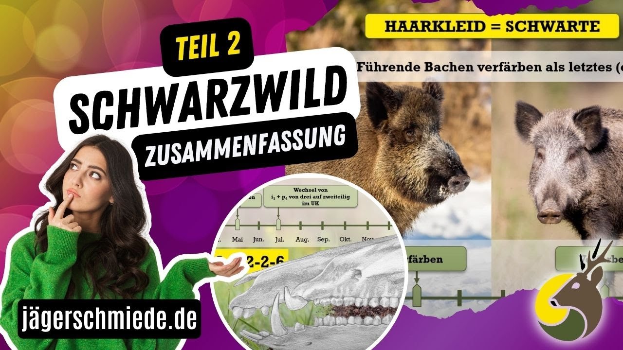 🐗 Schwarzwild - Zusammenfassung (Teil 2)