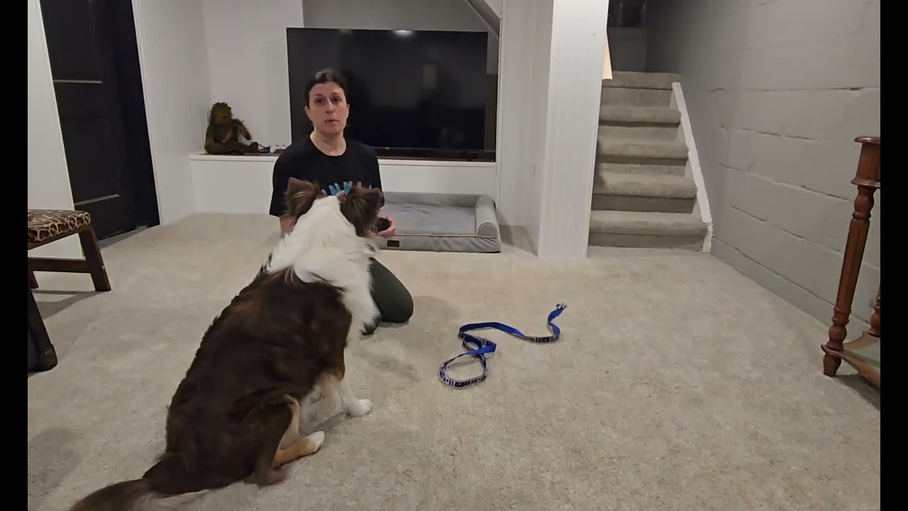 Puppy training guide 