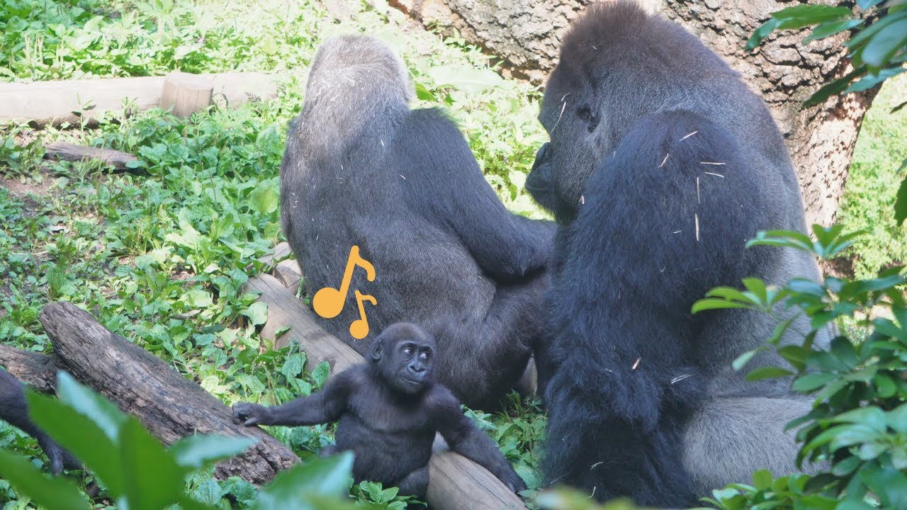 Baby gorilla Sumomo wants to play with her father Haoko 🦍🦍♬ | Gorilla Haoko Family
