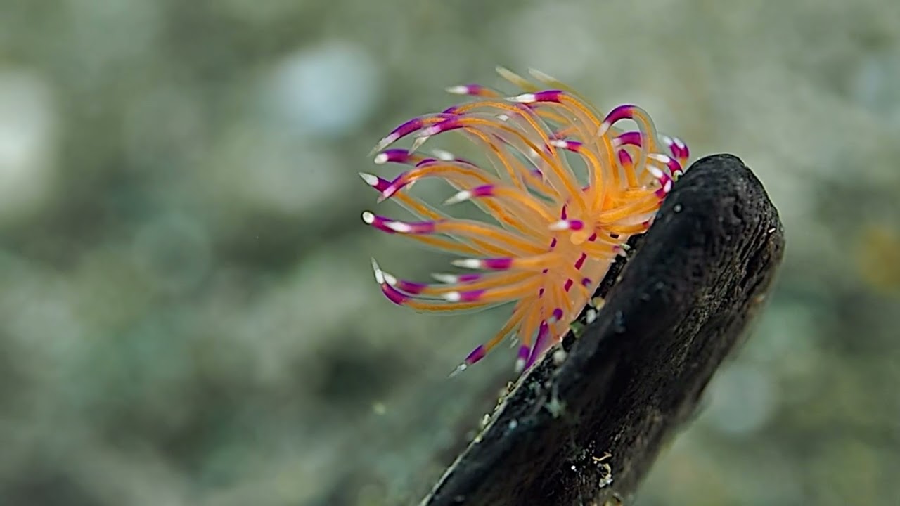 Nudibranche-ANILAO -PHILIPPINES
