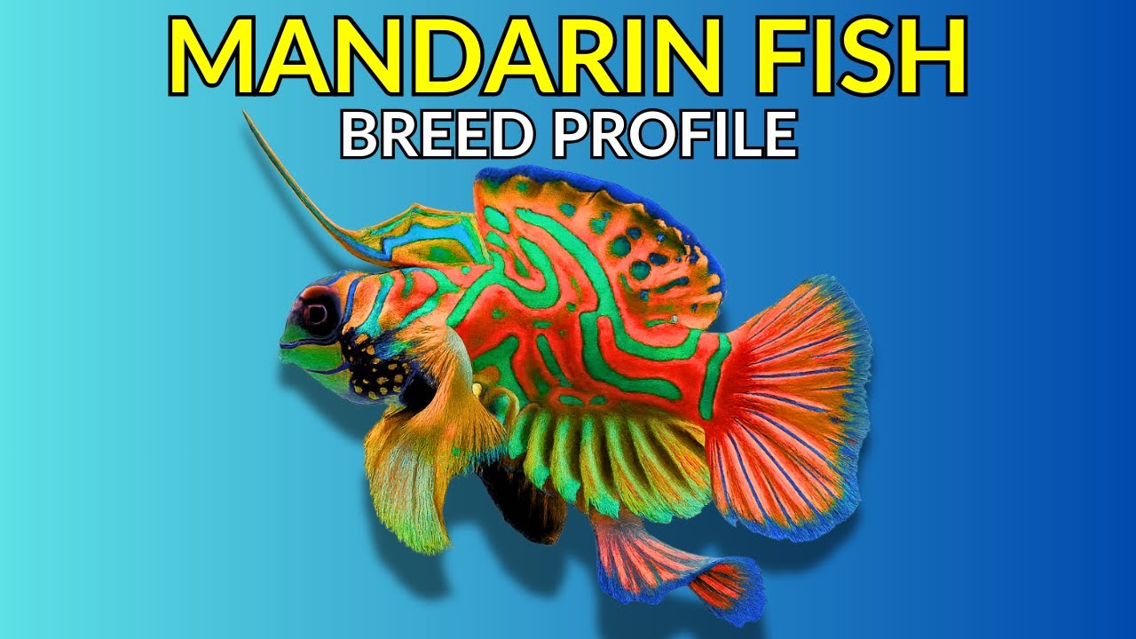 Mandarin Fish Care Guide | Tank Setup  Feeding  Breeding & Lifespan