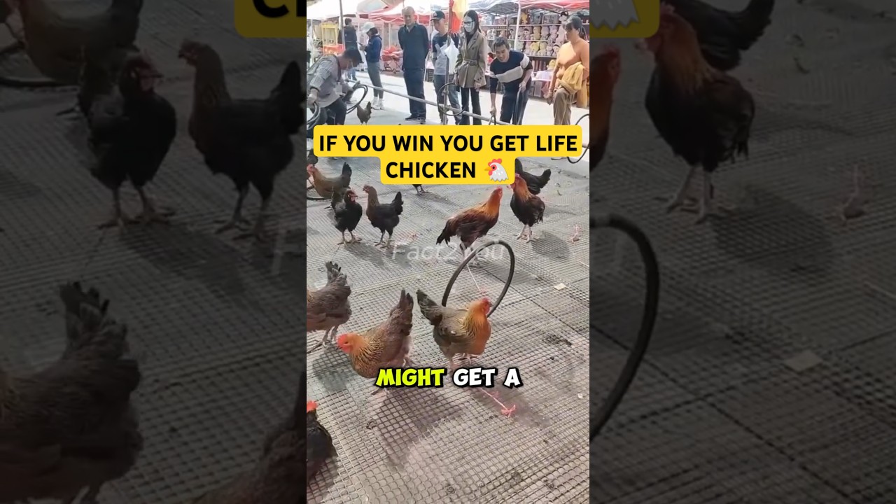 Ring Toss Challenge: Win a Live Chicken! 🐔🎯