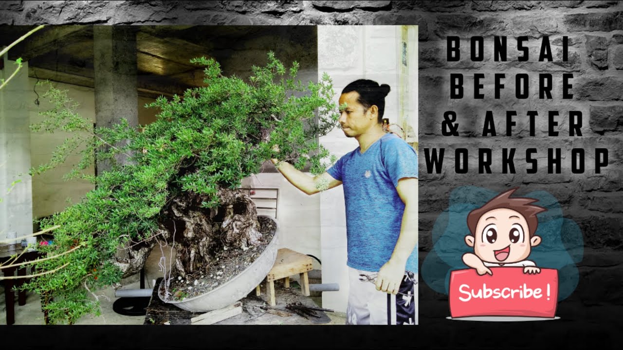 BONSAI BEFORE & AFTER - BANTIGUE WORKSHOP
