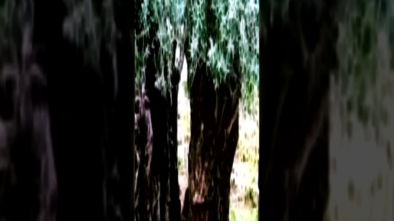 Visi&oacute;n de Ana Catalina Emmerick sobre Ad&aacute;n y el &aacute;rbol de Olivo