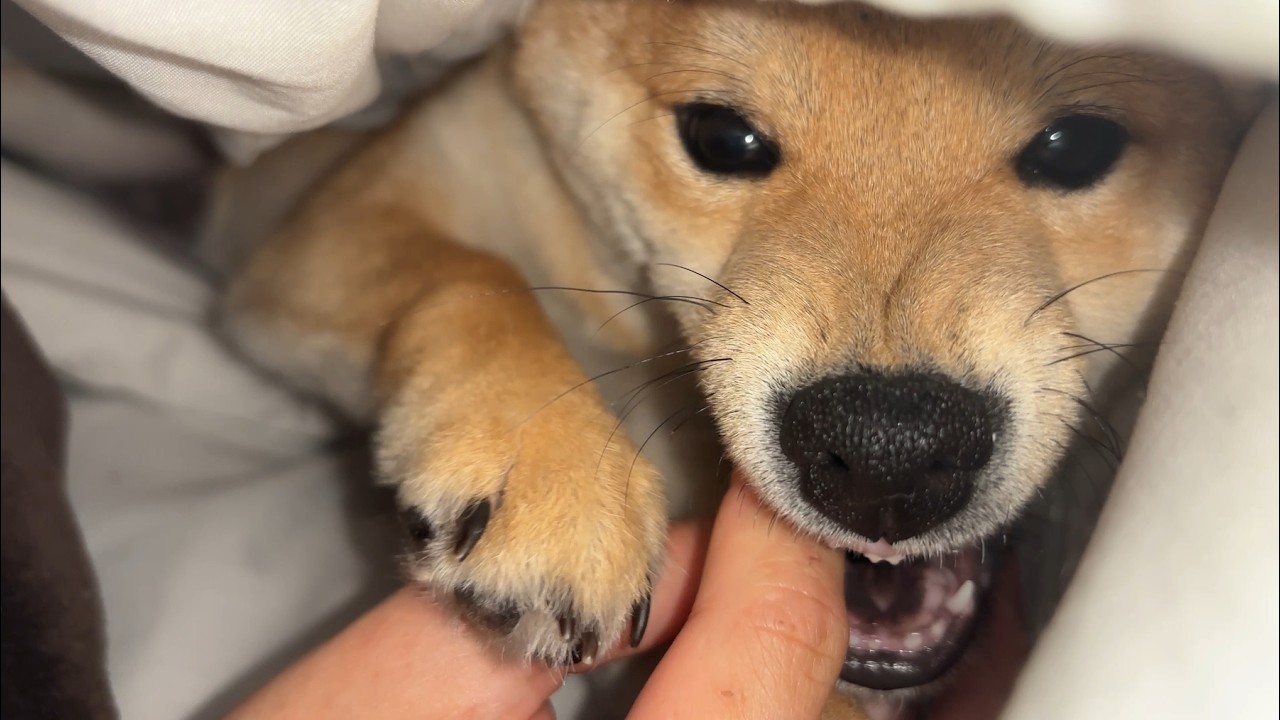 布団の中で豆柴に襲われる気分を味わえる動画
