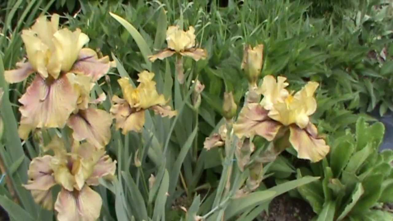 Iris Blüte 2012