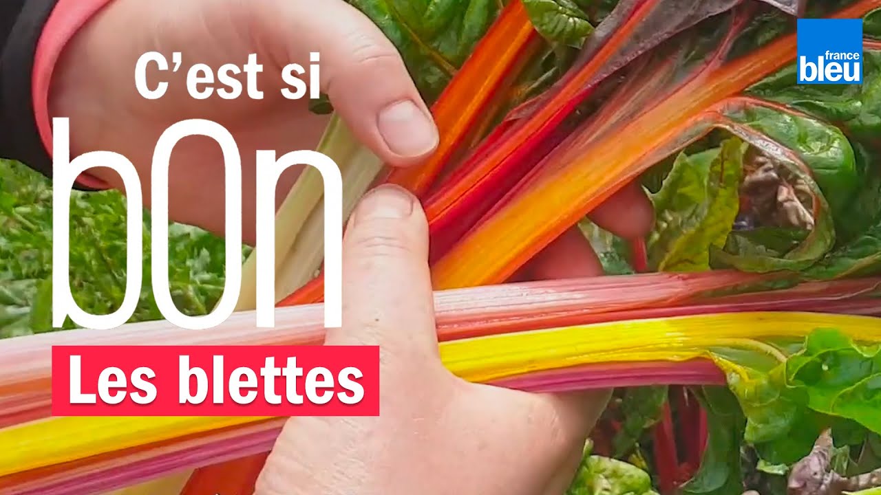 Les blettes en couleur donnent des couleurs à vos assiettes - C'est si bon