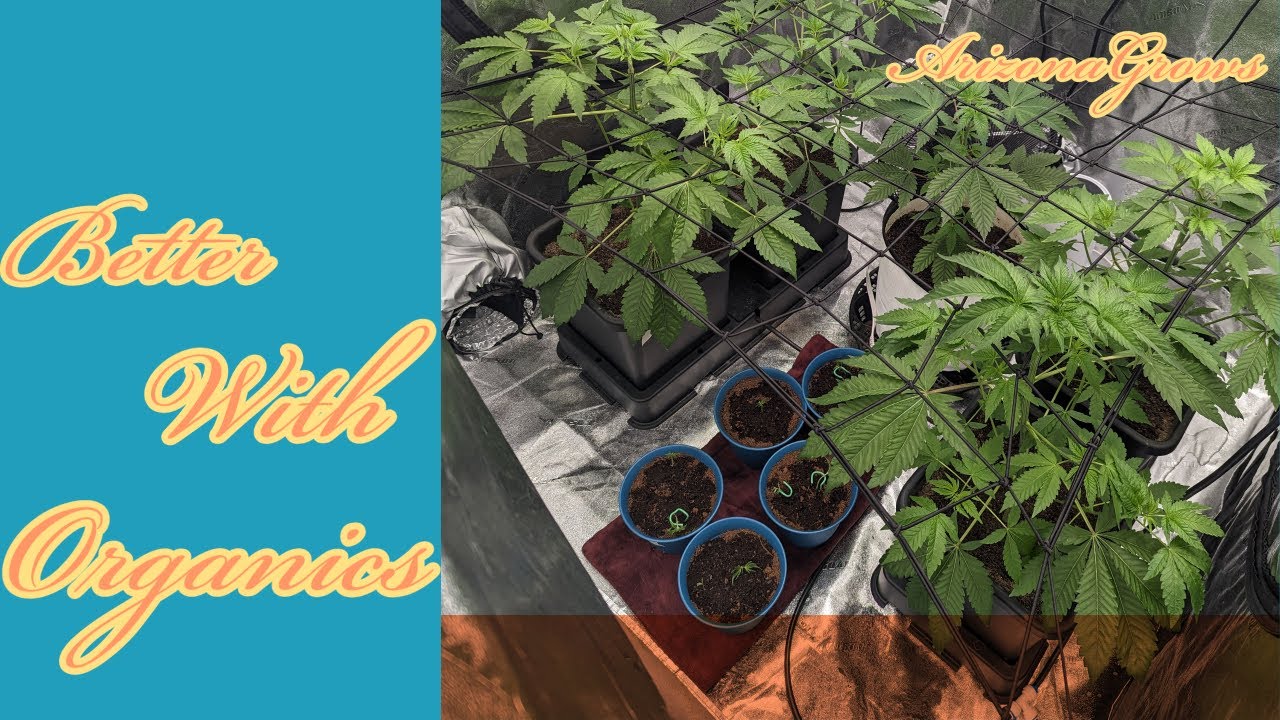 Quickz By Exotic Genetics, Organic in COCO with Dry Amendments