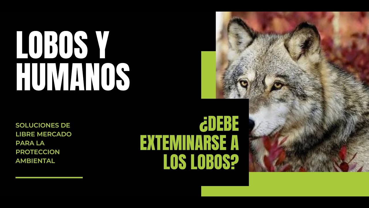 Lobos y humanos