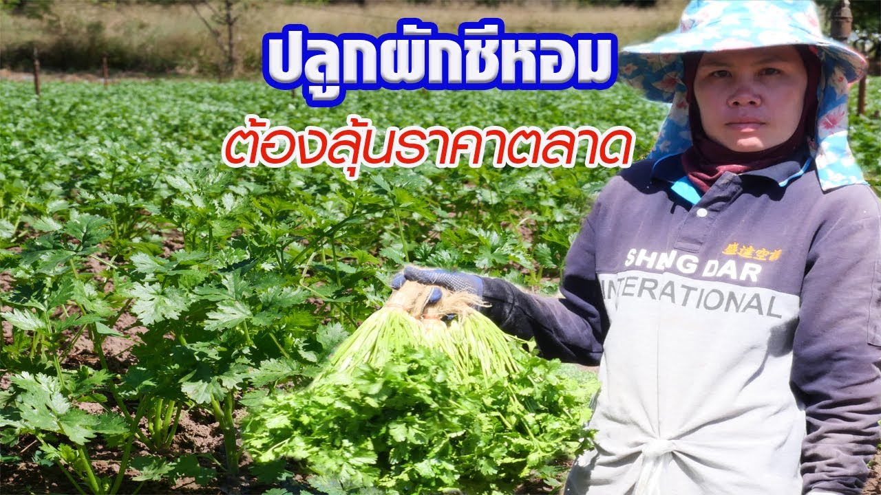 ปลูกผักชีหอม..ต้องวัดดวงกับราคาในตลาด