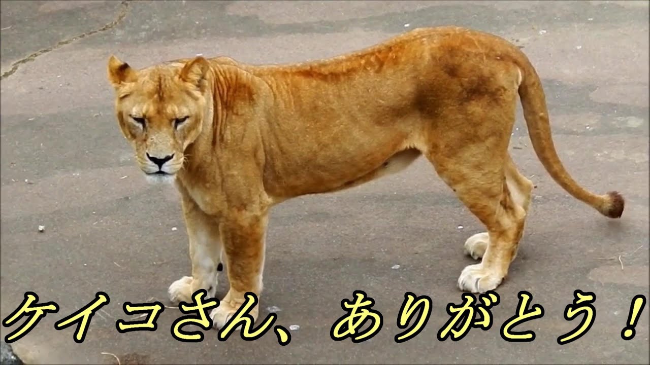 ケイコさん、ありがとう！　Keiko is forever！　Lion (ライオン)　多摩動物公園
