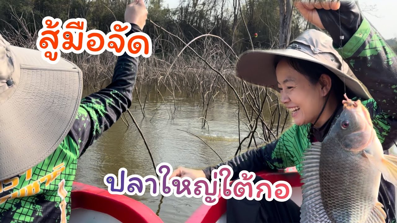 #ตกปลาคันไม้ไผ่ ตึงมือจัดจุดนี้ ใหญ่ๆทั้งนั้น ปลาใหญ่ในกอไม้ตาย