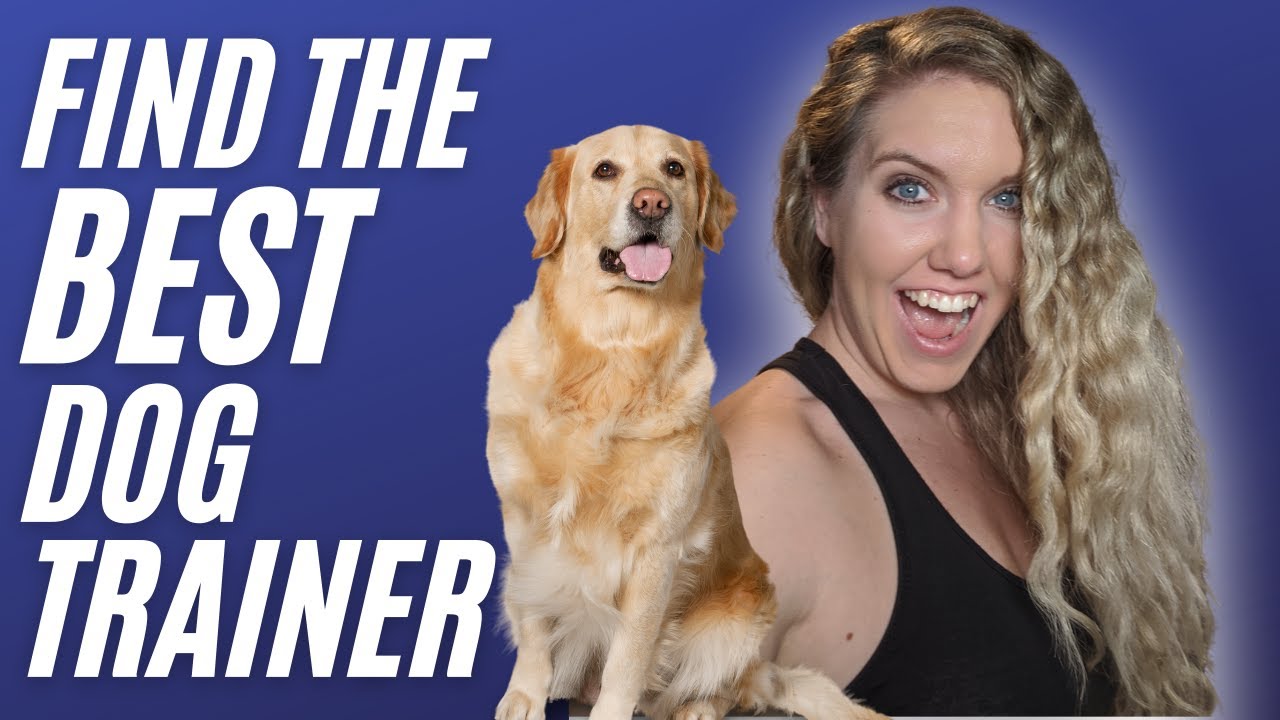 Everything to know to get the BEST dog trainer for Aggressive, Anxious, or Reactive training