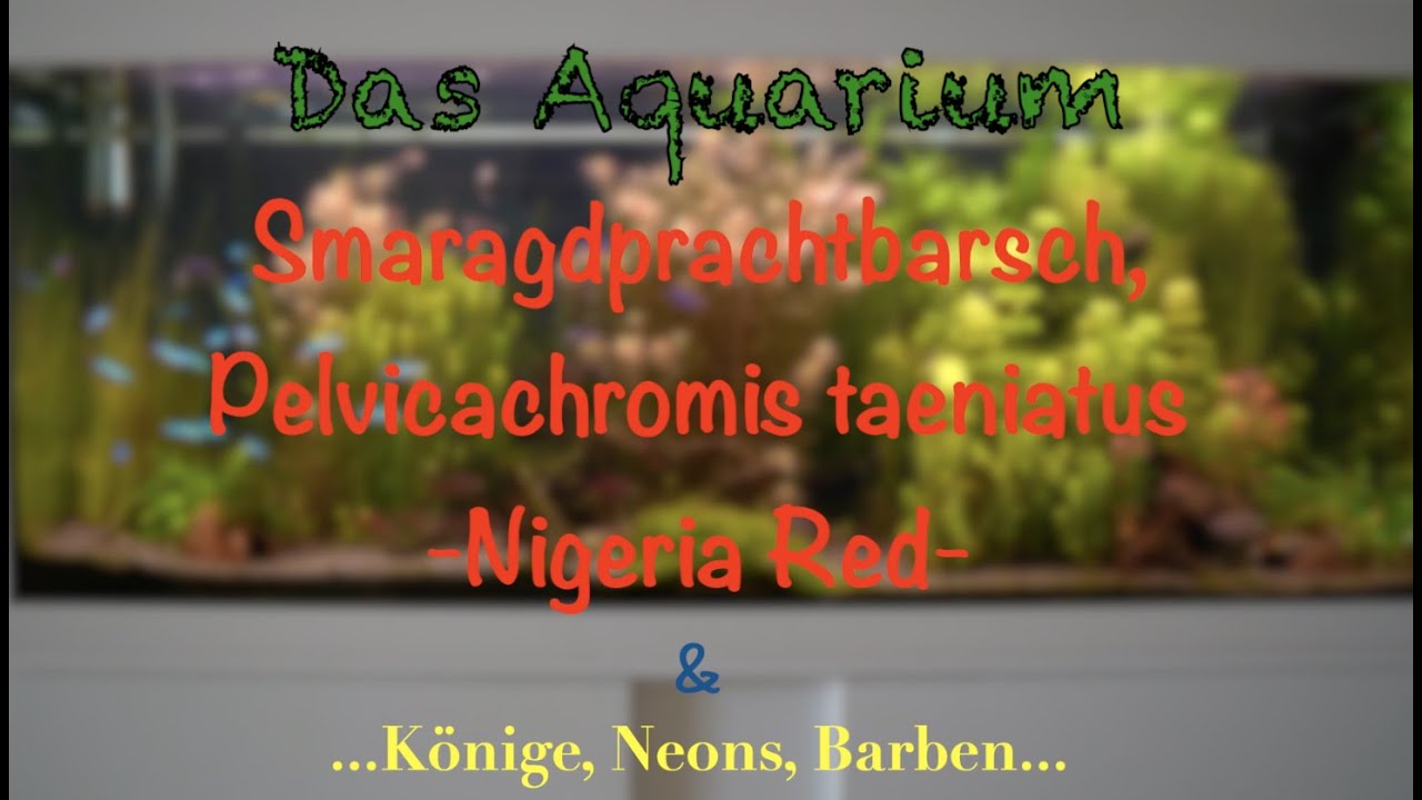 DIE NEUEN: Smaragdprachtbarsch -Pelviachromis taeniatus Nigeria Red-...Eheim Vivaline 240l
