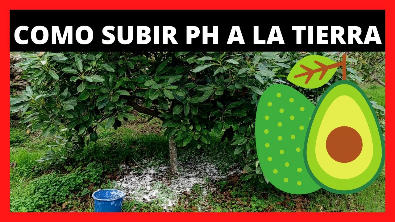 How to RAISE, INCREASE, RAISE the PH of an acid SOIL 🥑