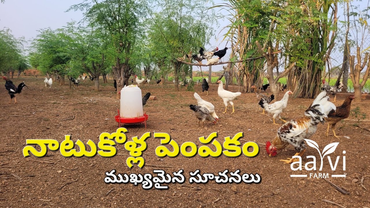 నాటుకోళ్ల పెంపకం ప్రారంభించాలనుకునే వారికి ముఖ్యమైన సూచనలు | Natukodi Farming Tips in Telugu