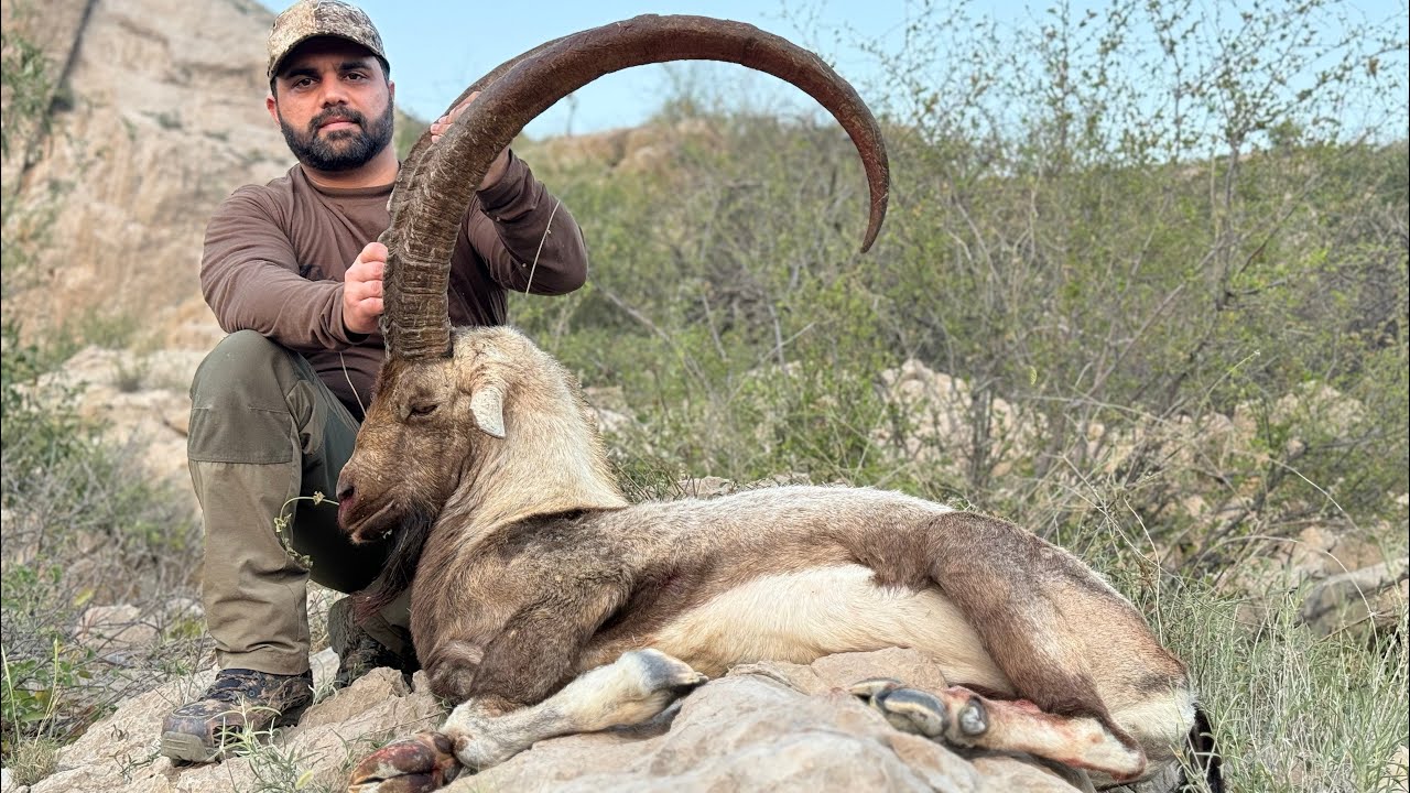 Sindh Ibex Hunt | Uncut | Unedited | Baluchistan Pakistan | Extreme Mountain Pursuit