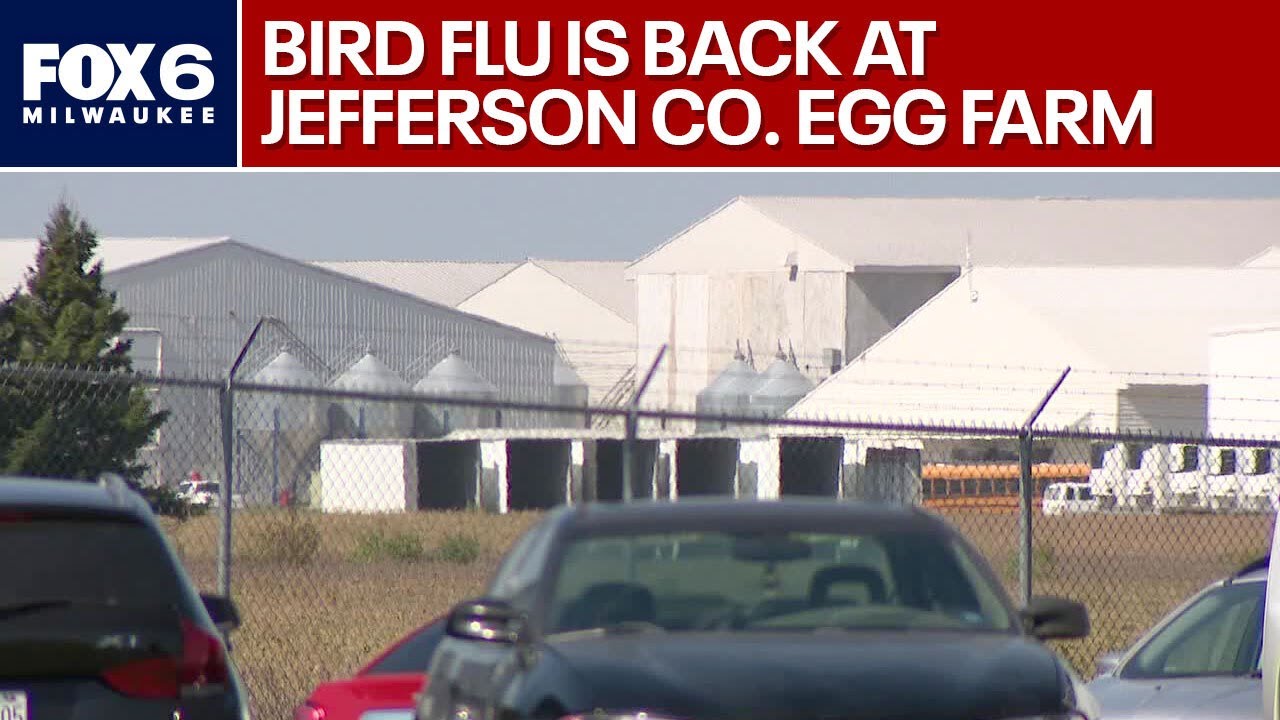 Bird flu confirmed in Wisconsin commercial poultry flock | FOX6 News Milwaukee