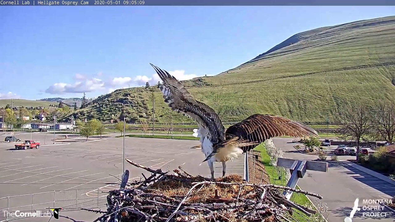 Squirrel Wanders Up The Wrong Nesting Pole | Hellgate Osprey Cam – May 1, 2020