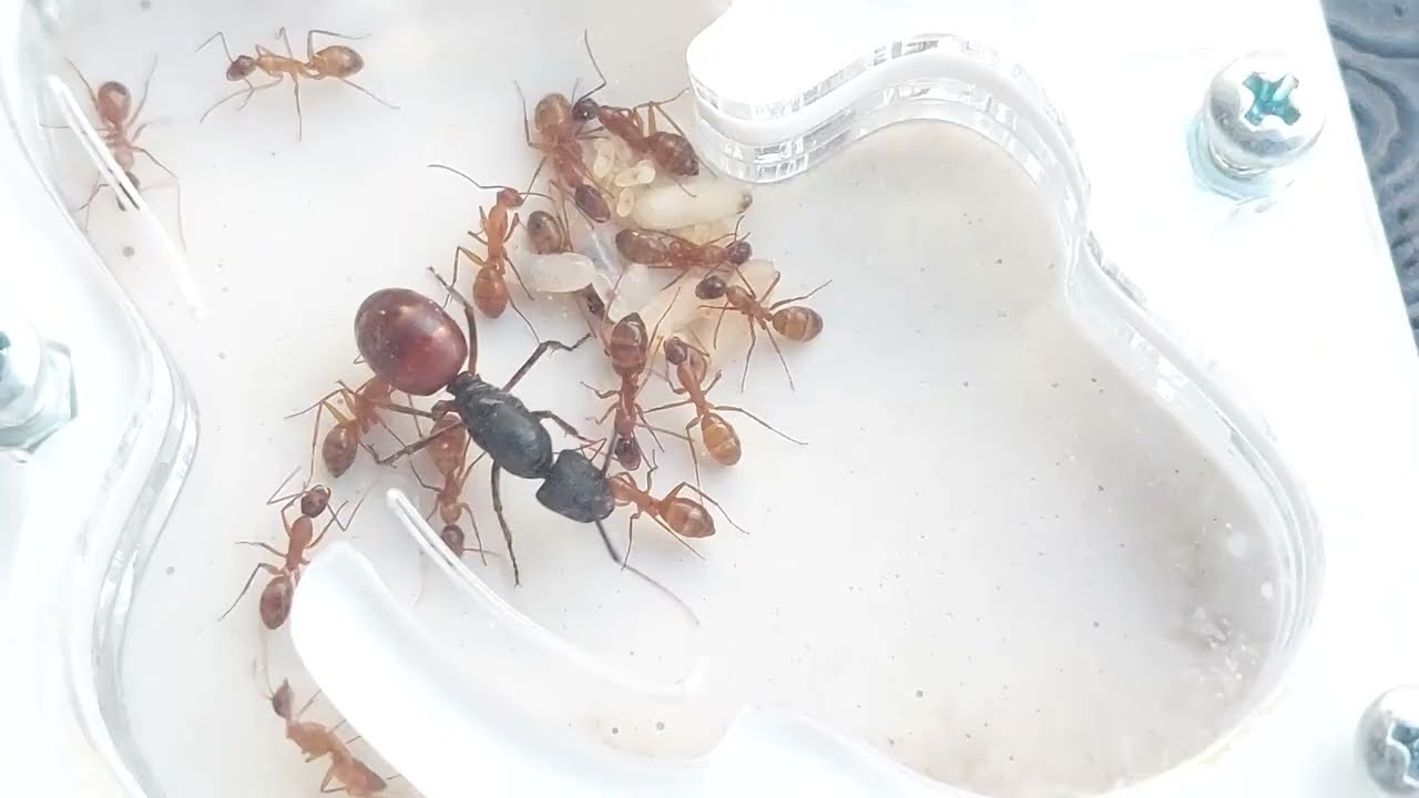 Camponotus CA02 получил официальное имя Camponotus johnsoni 25.09.2023