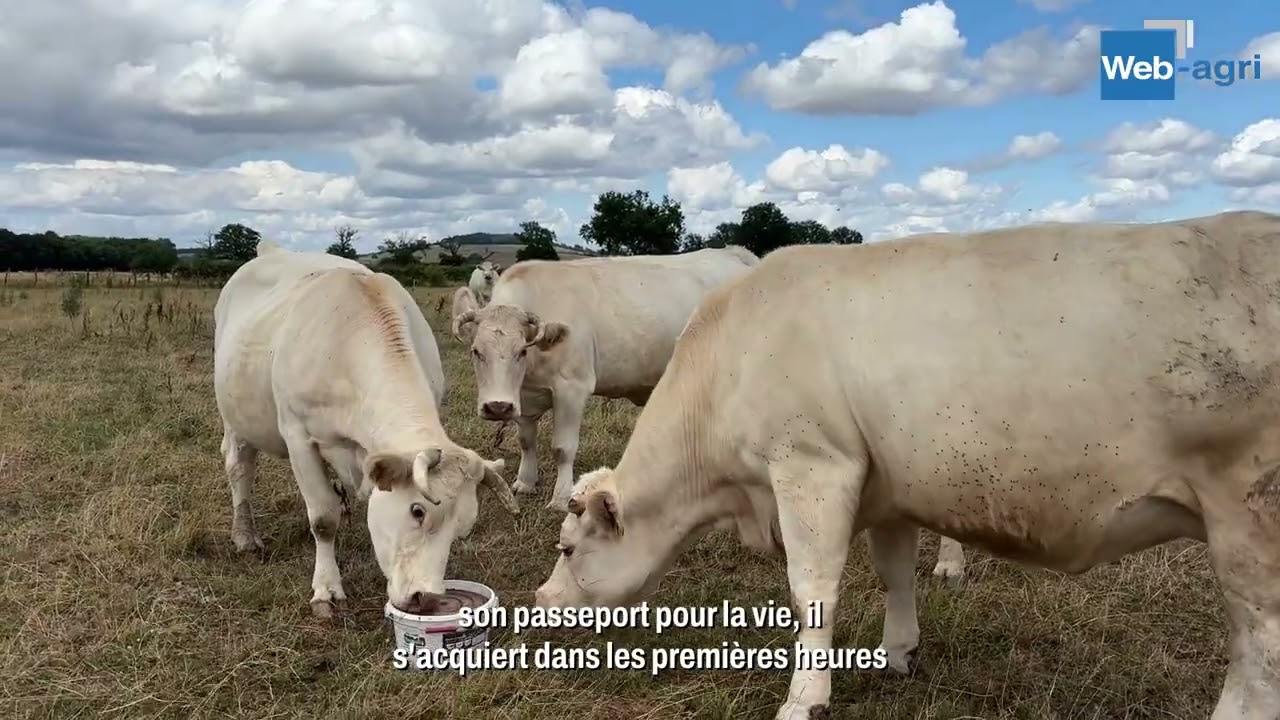 « On ne pardonne pas un vêlage difficile, même à une belle vache »