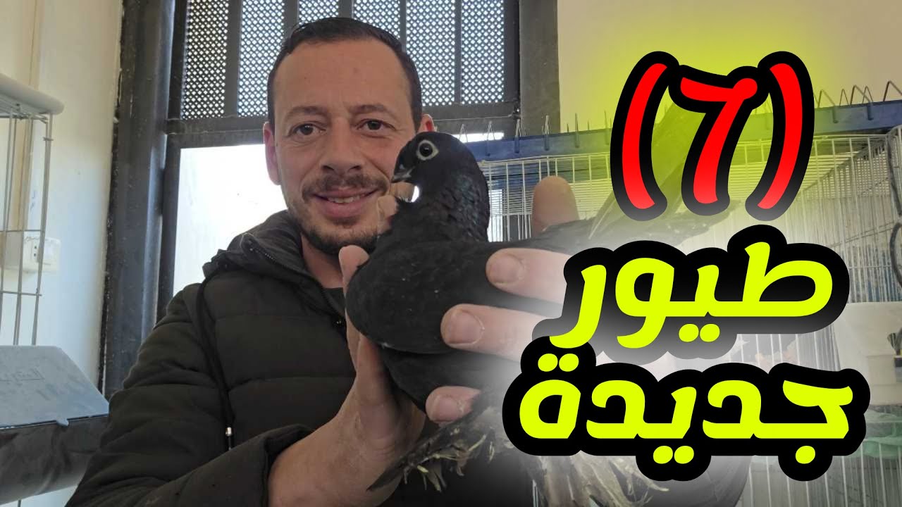 جبت 7 طيور جديدة وكش كل فراخ السطح