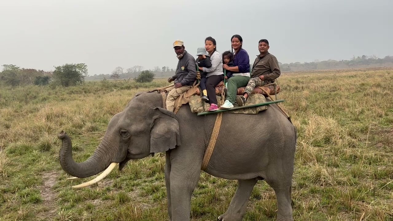 Family Elephant Safari 🐘🌿 | Riding Pradyumna, PM Modi&rsquo;s Elephant & Kaziranga&rsquo;s Biggest