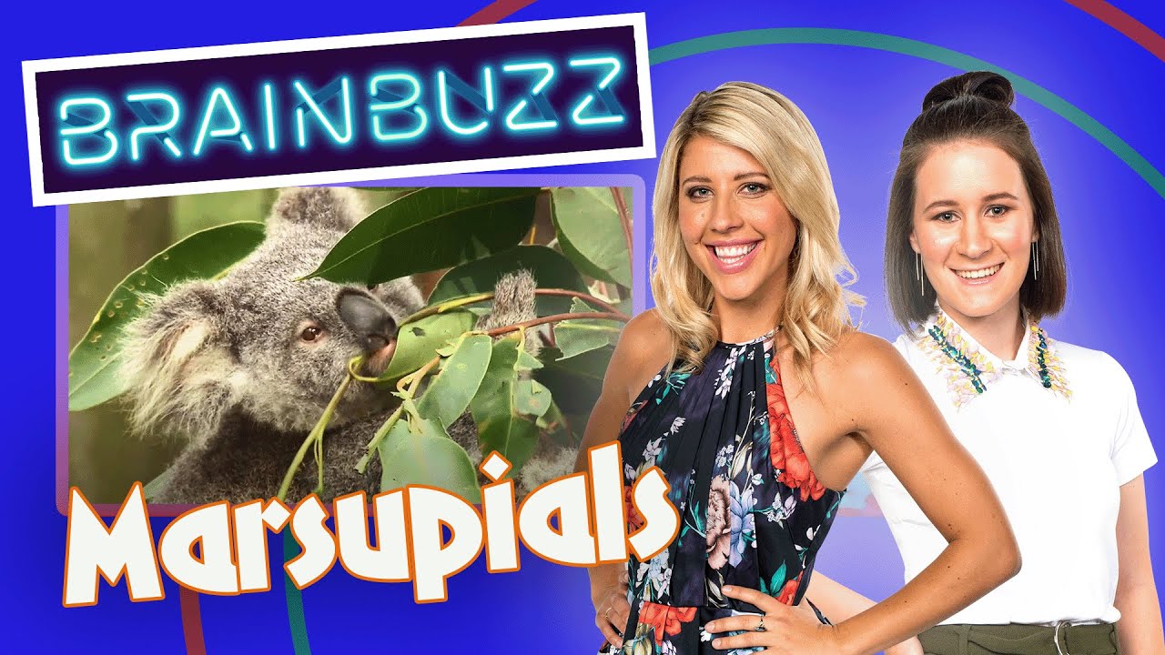 Marsupials! BarinBuzz