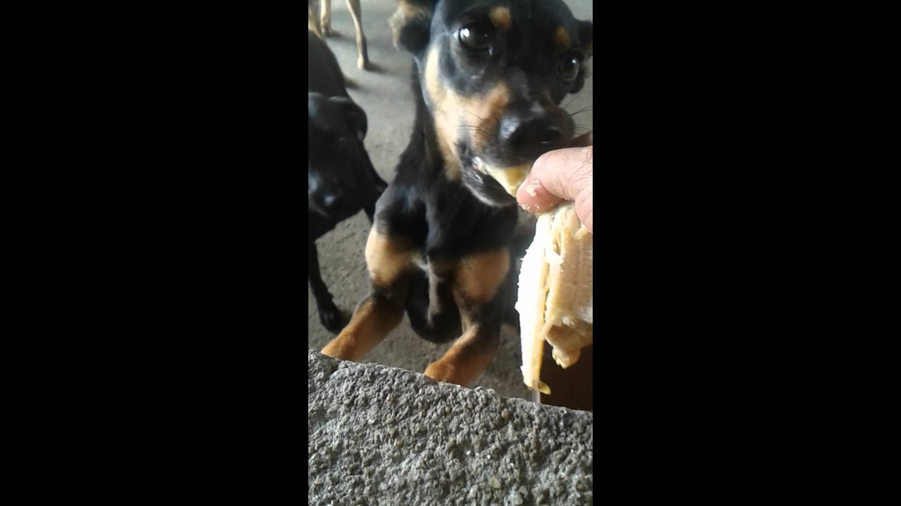 Fila pra comer bananas