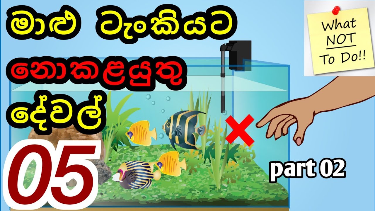 Top 05 DoNots when keeping an Aquarium in Sinhala (part02)