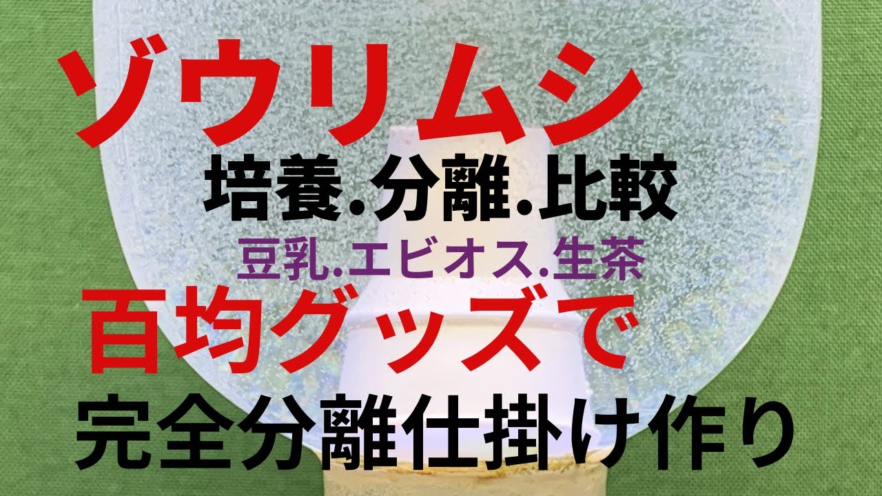 ゾウリムシ培養.分離.比較　百均グッズで仕掛け作り