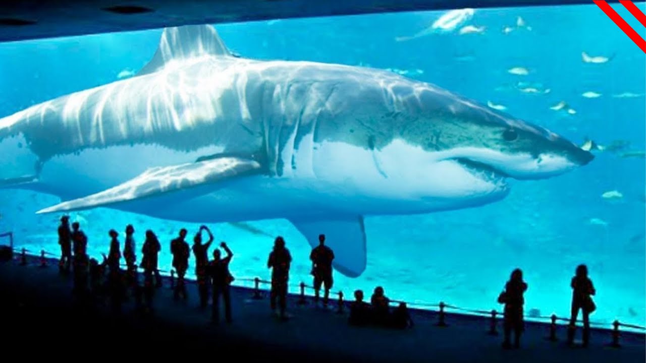 Really Weird Animal Stories From Around The World