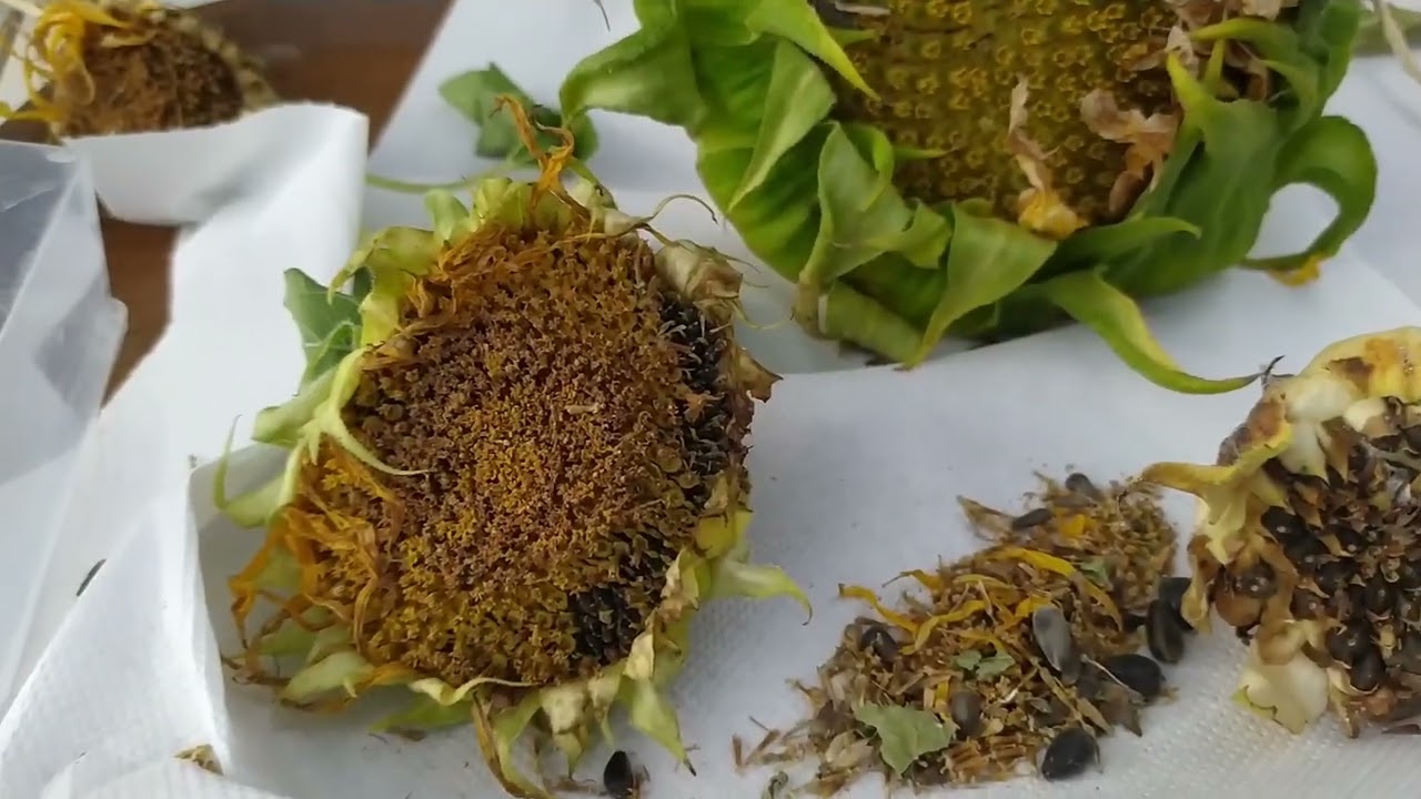 Graines de tournesols : quand et comment les récolter, utilisations... sunflower seeds
