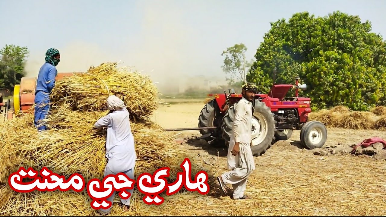 Hari Ji Mehnat 😍😍|| Village life || Raja Ibupoto Official