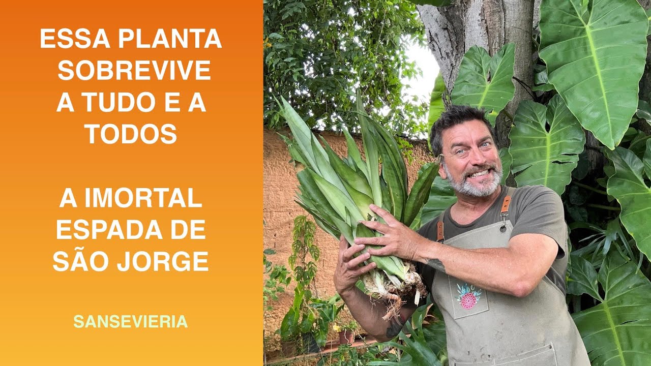 ESPADA DE SÃO JORGE A Planta que Sovrevive a Tudo e a Todos (Sansevieria)