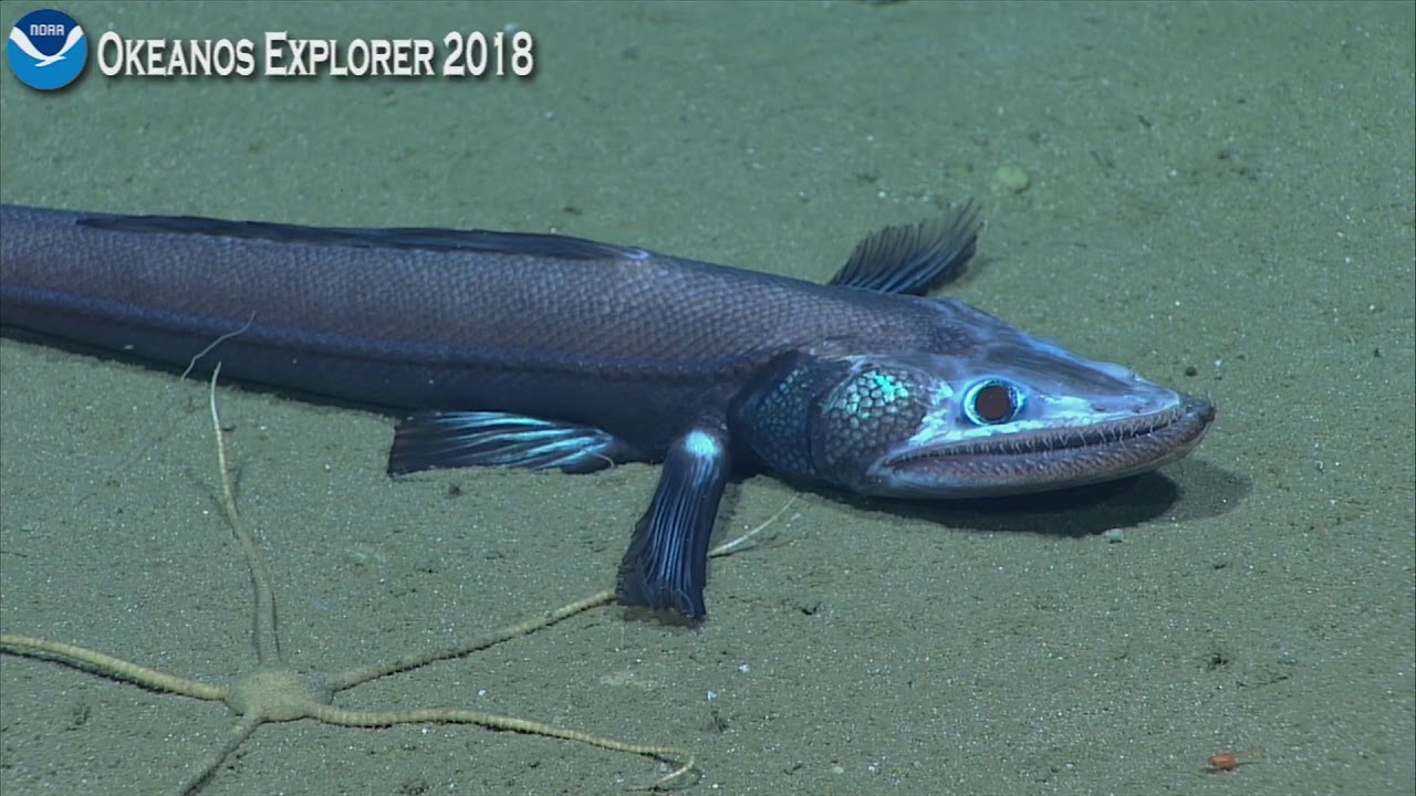 Okeanos Explorer Video Bite: The Jaws of a Bathysaurus