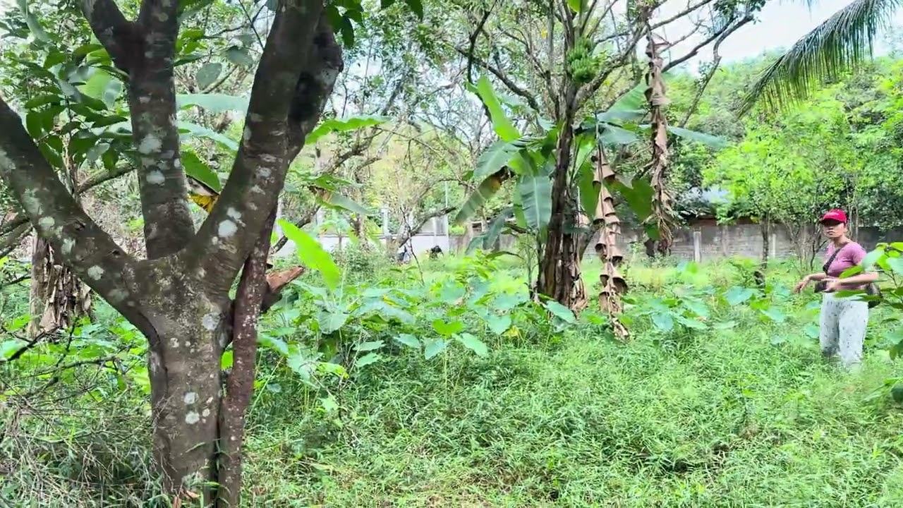 Property forsale. 1,000 Sqm clean title pasok sasakyan sta maria Laguna