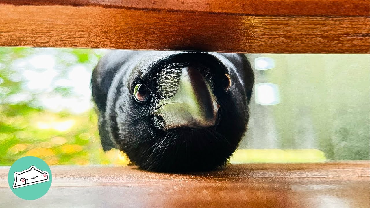 Wild Crow Visits Family Every Morning To Play With Their Pets | Cuddle Buddies