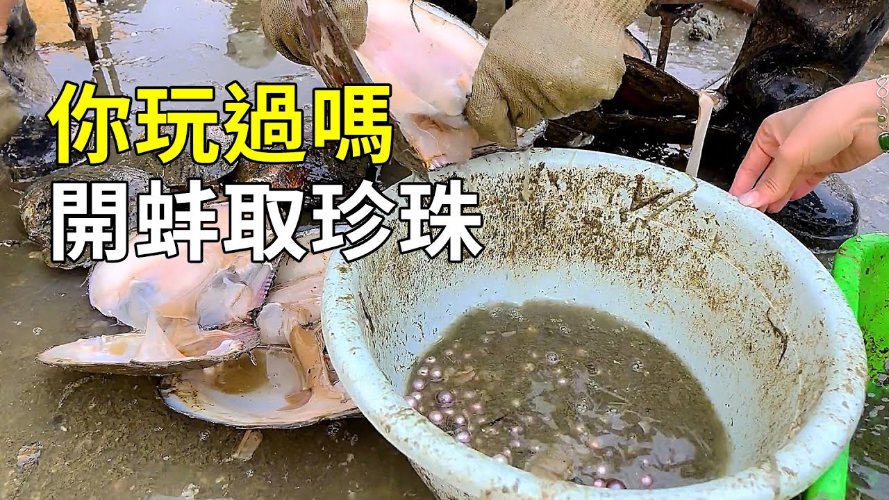 如何養殖珍珠？學會以後再也不用買珍珠了