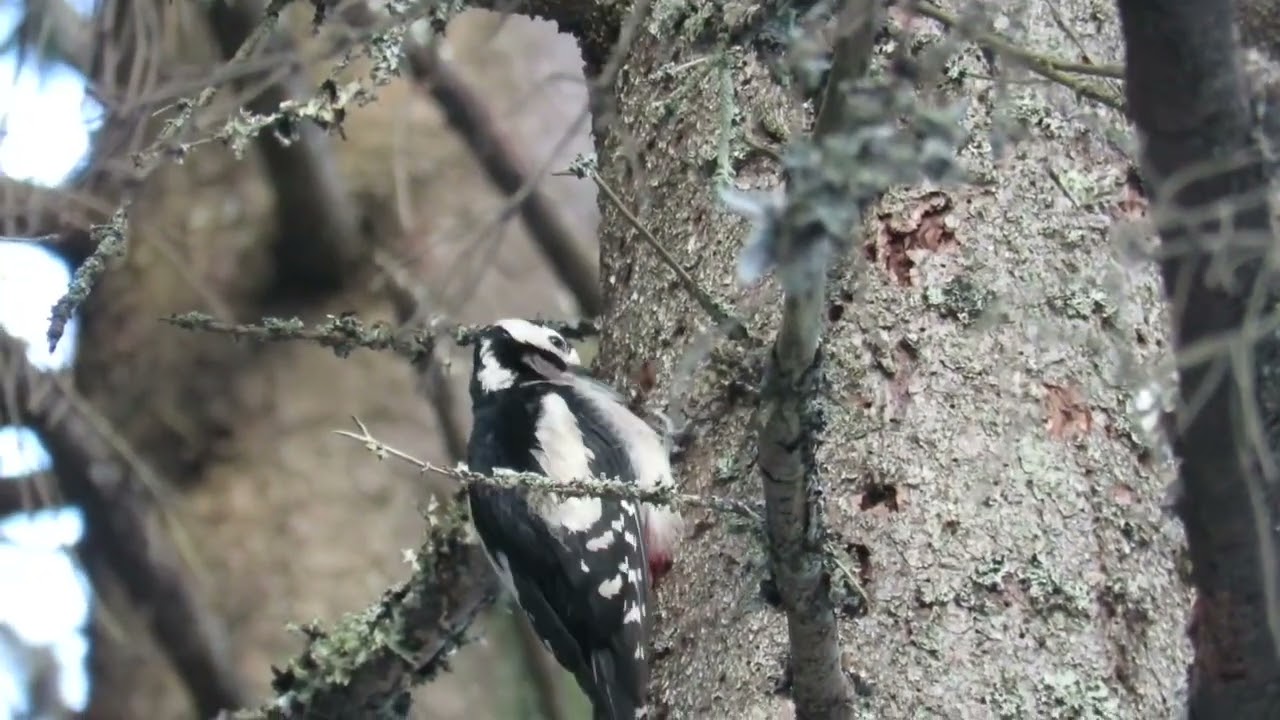 Great Spotted Woodpecker female Oslo