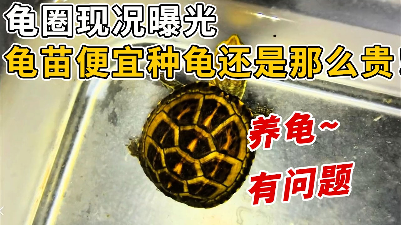 龜圈現況曝光，玩家市場如此蕭條， 龜苗越來越便宜種龜還是那麼貴！