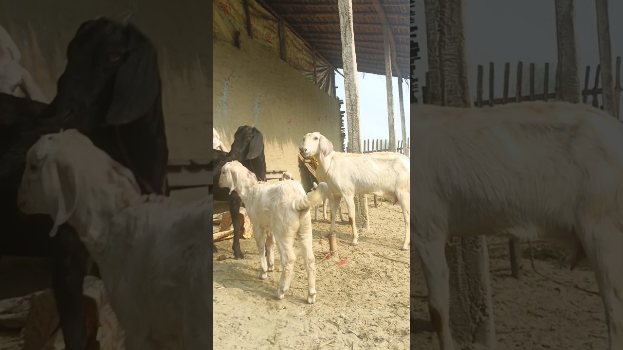 #goat #viralvideo #bakripalan #viralvideo #farming #ekmotahathighumechala #shortvideos #video #video