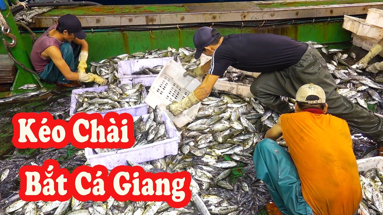 Ngư Dân Tiếp Tục Kéo Được Mẻ Cá Giang / Săn Bắt Hải Sản Biển P253